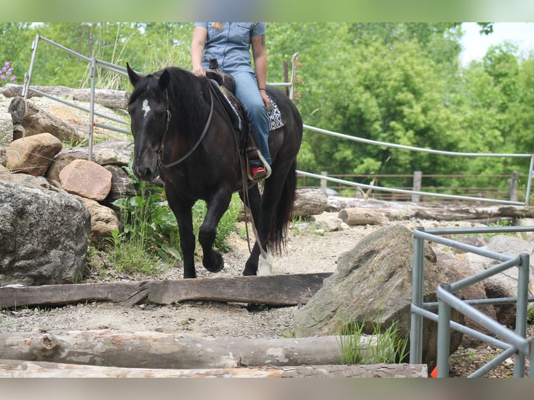 Percheron Mix Castrone 9 Anni Morello in Plano