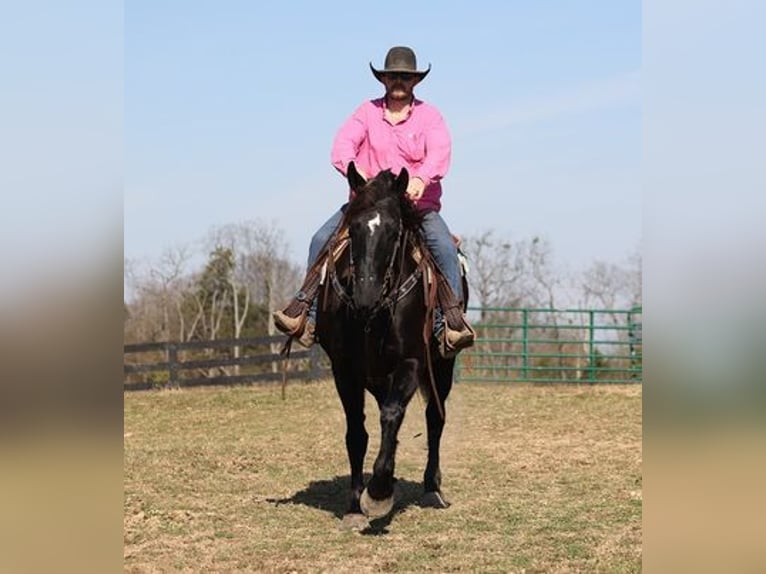 Percheron Castrone 9 Anni Morello in Flemingsburg, KY