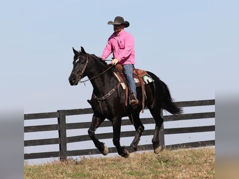 Percheron Castrone 9 Anni Morello in Flemingsburg, KY