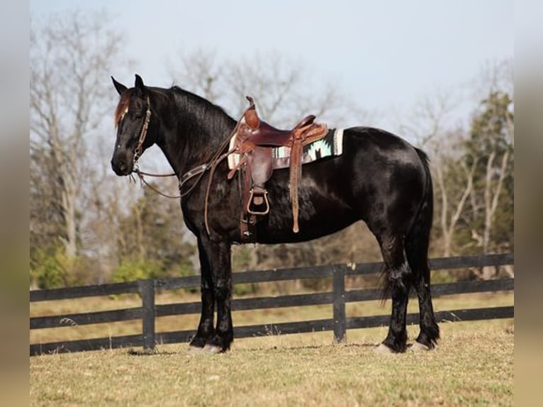 Percheron Castrone 9 Anni Morello in Flemingsburg, KY