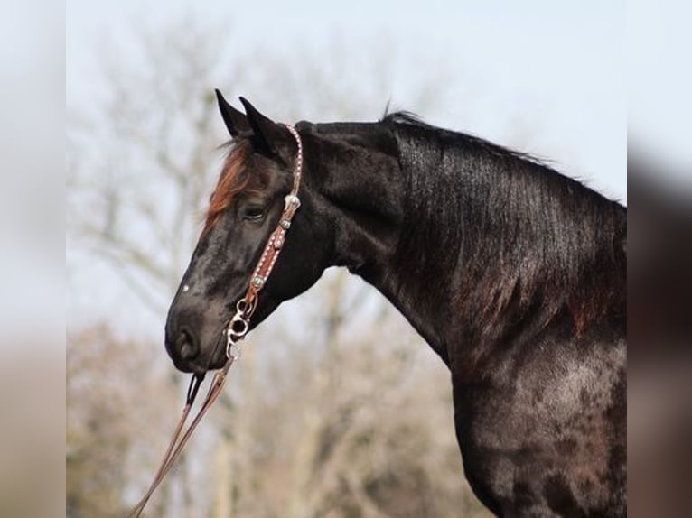 Percheron Castrone 9 Anni Morello in Flemingsburg, KY