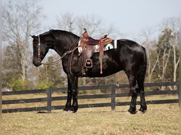 Percheron Castrone 9 Anni Morello in Flemingsburg, KY