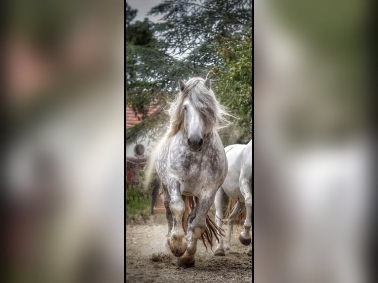 Percheron Étalon 14 Ans 180 cm Gris in Montmirail