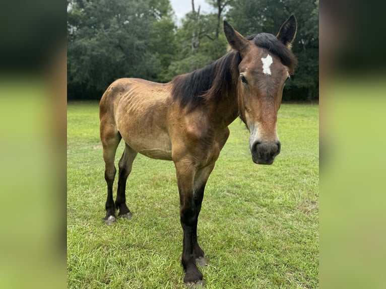 Percheron Étalon 1 Année 152 cm Bai cerise in Conway