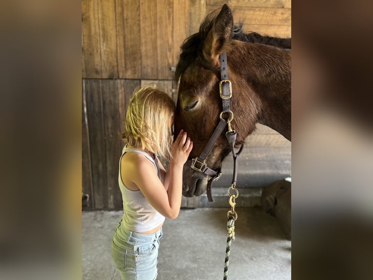 Percheron Étalon 1 Année 152 cm Bai cerise in Conway