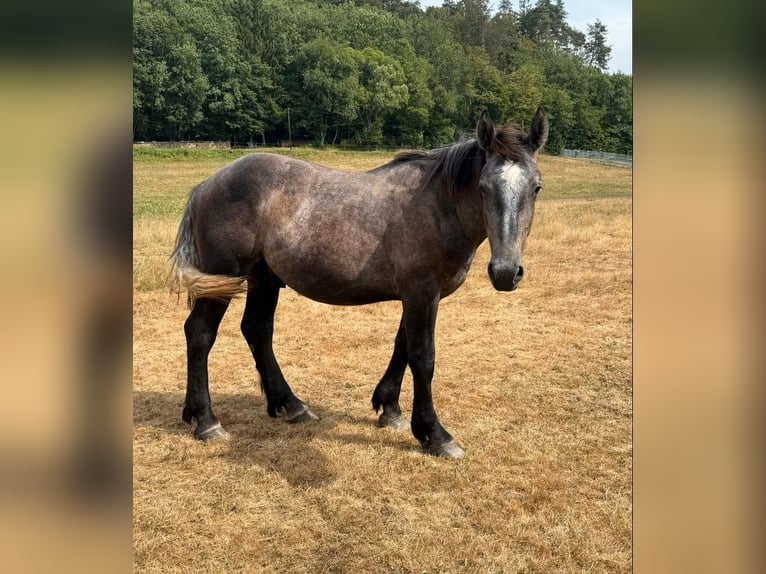 Percheron Étalon 1 Année 180 cm Gris in Daleiden