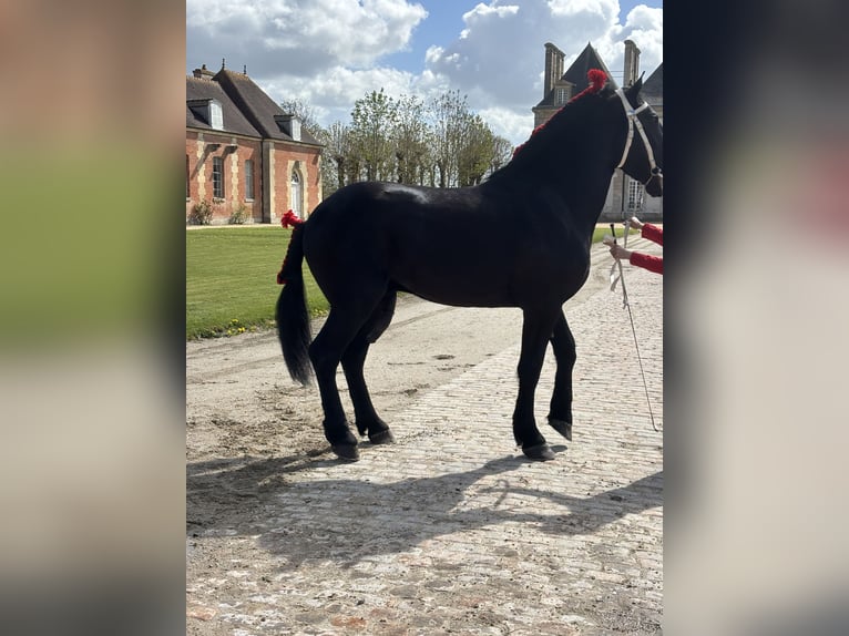 Percheron Étalon 3 Ans 180 cm Noir in Normandel