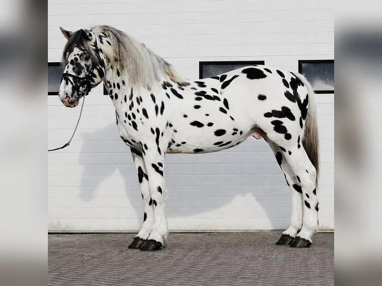 Percheron Étalon 5 Ans 166 cm Léopard in Someren