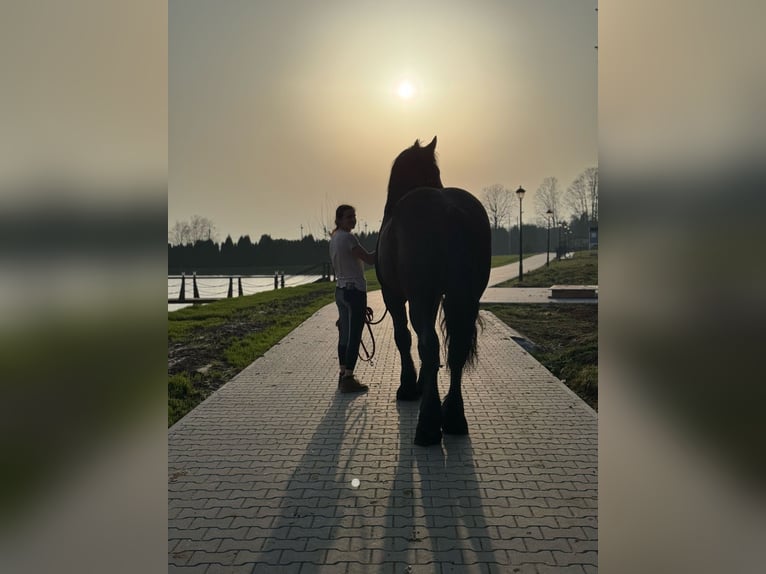 Percheron Étalon 5 Ans 180 cm Noir in xx