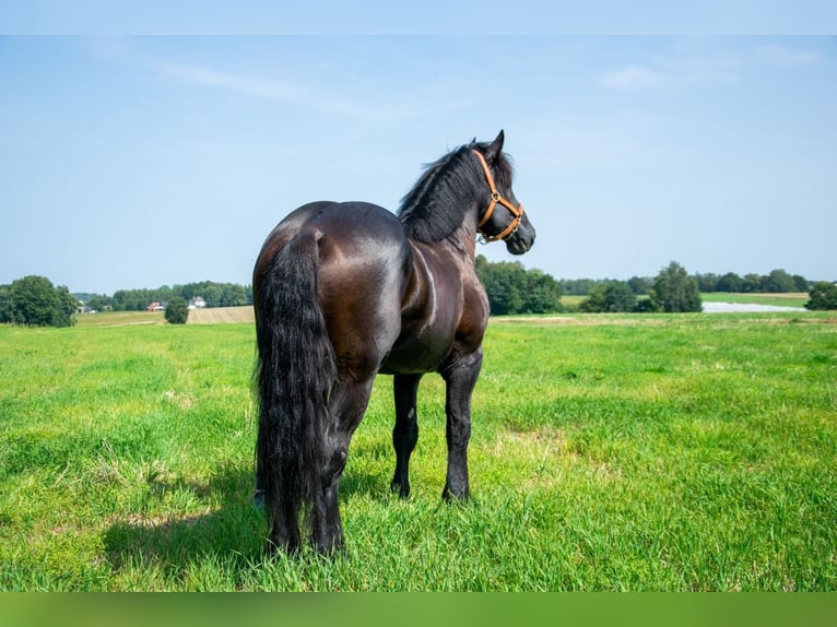 Percheron Étalon 6 Ans 180 cm Noir in xx