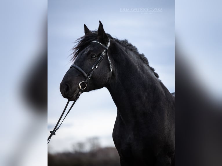 Percheron Étalon 6 Ans 180 cm Noir in Kęty