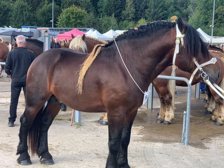 Percheron Étalon  in Ruiselede