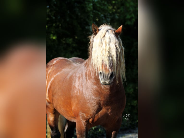 Percheron Étalon  in Ruiselede