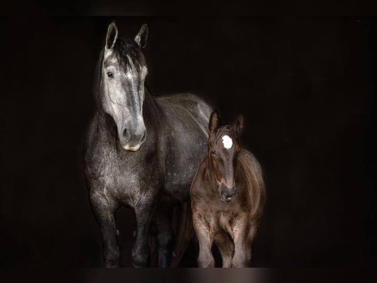 Percheron Étalon Poulain (05/2024) 172 cm Noir in Allershausen