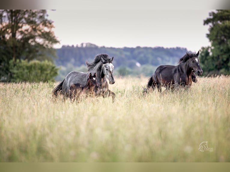 Percheron Étalon Poulain (05/2024) 172 cm Noir in Allershausen