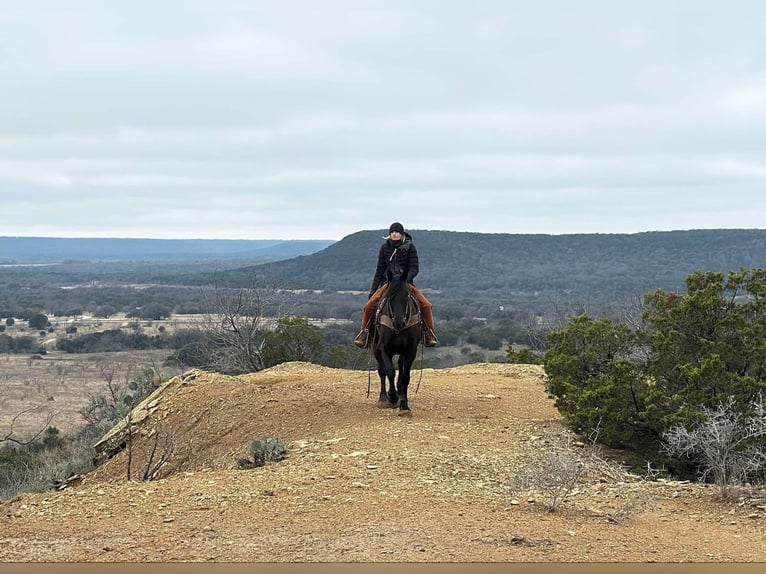 Percheron Gelding 10 years 15.3 hh Black in Jacksboro TX
