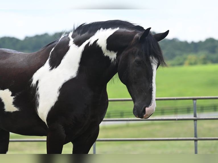 Percheron Gelding 10 years 16,2 hh Tobiano-all-colors in Jackson OH