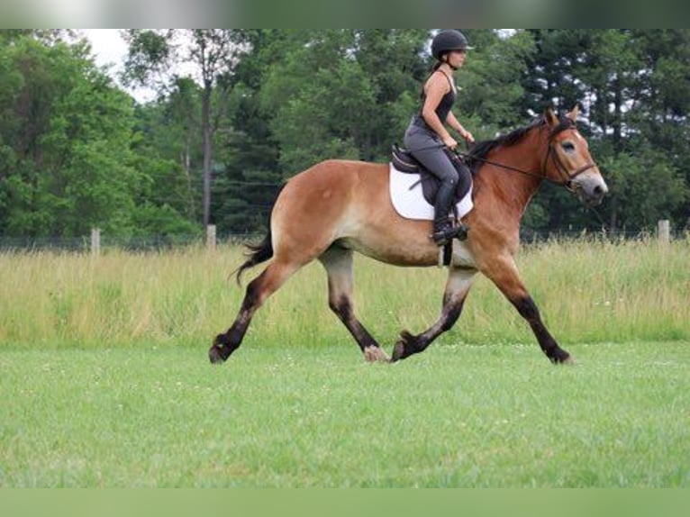 Percheron Mix Gelding 10 years 16 hh Bay in Howell