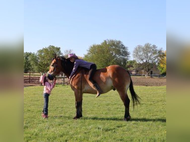 Percheron Mix Gelding 10 years 16 hh Bay in Howell