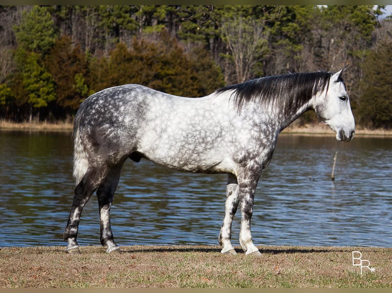 Percheron Gelding 10 years 16 hh Gray-Dapple in Mountain Grove MO