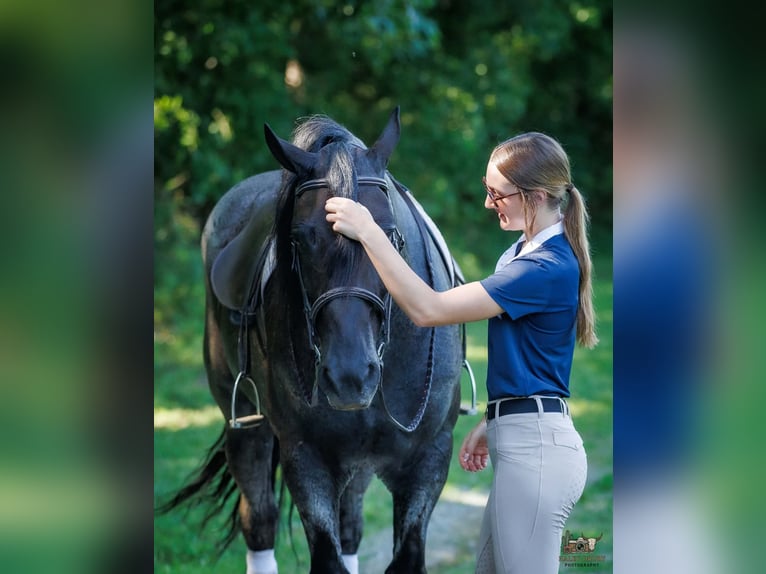 Percheron Mix Gelding 10 years 16 hh Roan-Blue in Auburn