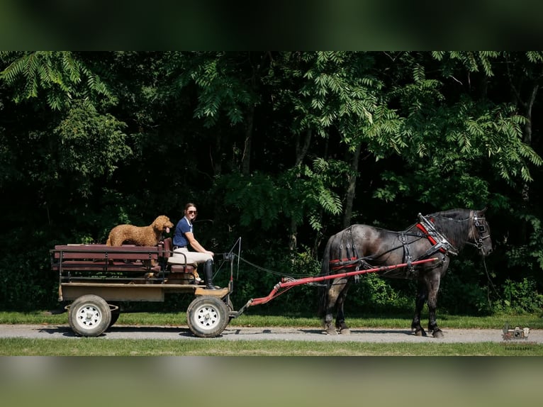 Percheron Mix Gelding 10 years 16 hh Roan-Blue in Auburn