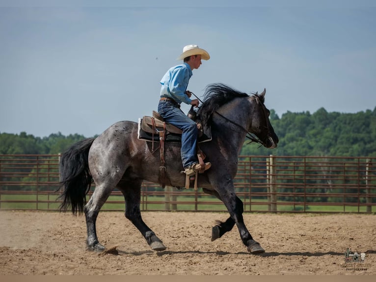 Percheron Mix Gelding 10 years 16 hh Roan-Blue in Auburn