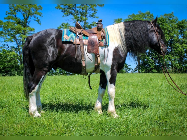 Percheron Gelding 10 years 17,1 hh Tobiano-all-colors in Maysville KY
