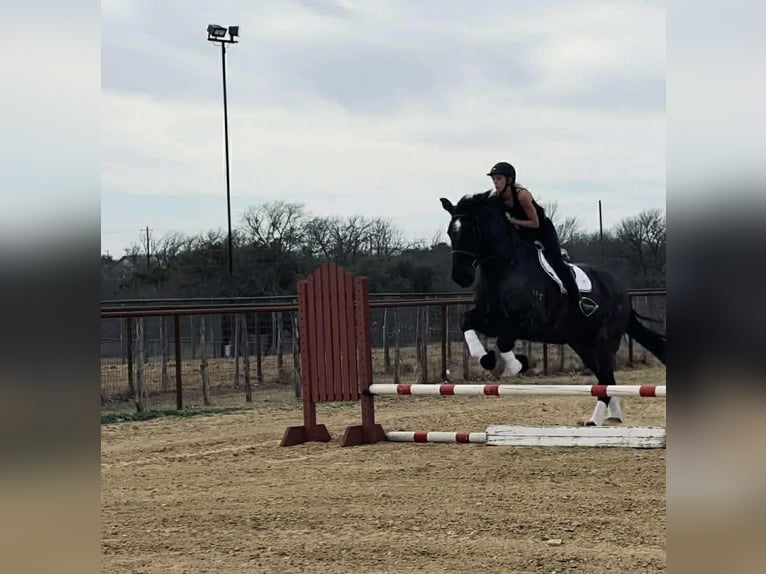 Percheron Gelding 10 years 17.3 hh Roan-Blue in Weatherford