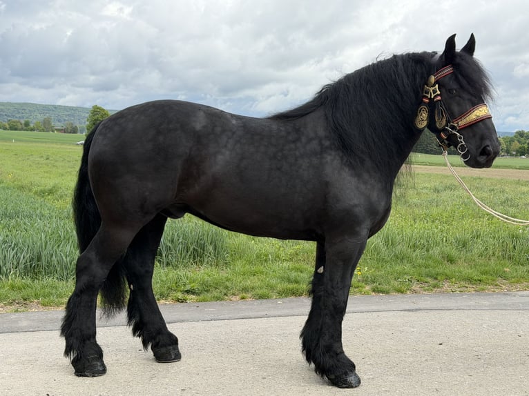 Percheron Gelding 10 years 17 hh Black in Riedlingen