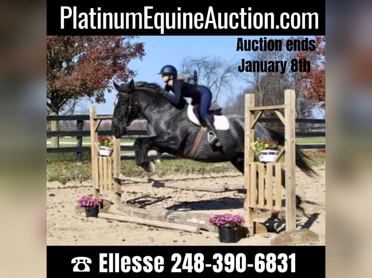 Percheron Gelding 10 years 17 hh Roan-Blue in Highlands MI