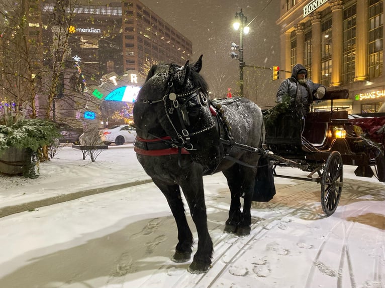 Percheron Gelding 10 years 17 hh Roan-Blue in Highlands MI