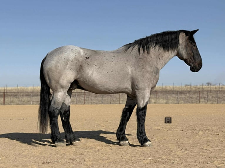 Percheron Gelding 10 years 17,3 hh Roan-Blue in Weatherford