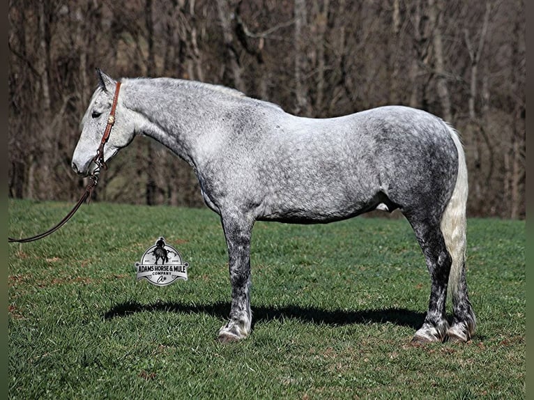 Percheron Gelding 11 years 15,2 hh Grey-Dapple in Mount Vernon,  KY