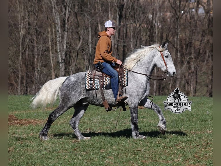 Percheron Gelding 11 years 15,2 hh Grey-Dapple in Mount Vernon,  KY