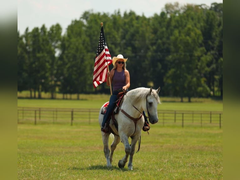 Percheron Mix Gelding 11 years 15,3 hh Grey in Quitman