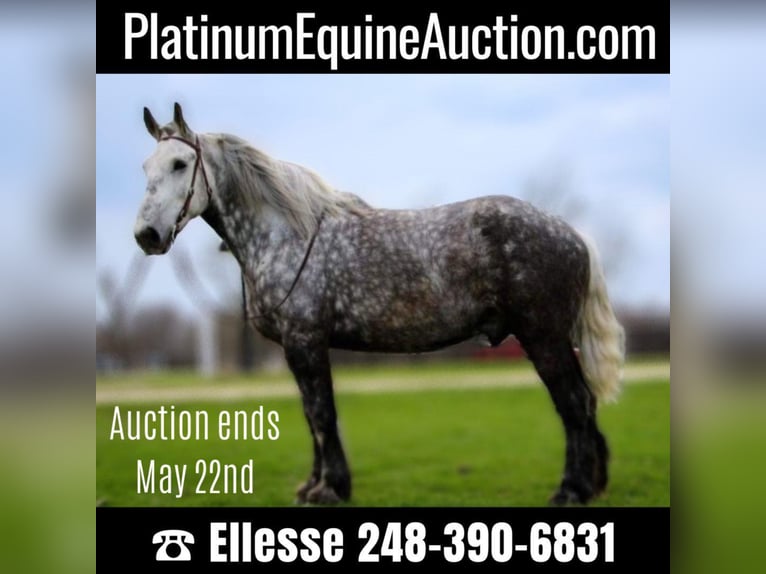 Percheron Gelding 11 years 16,3 hh Gray-Dapple in Highland Mi