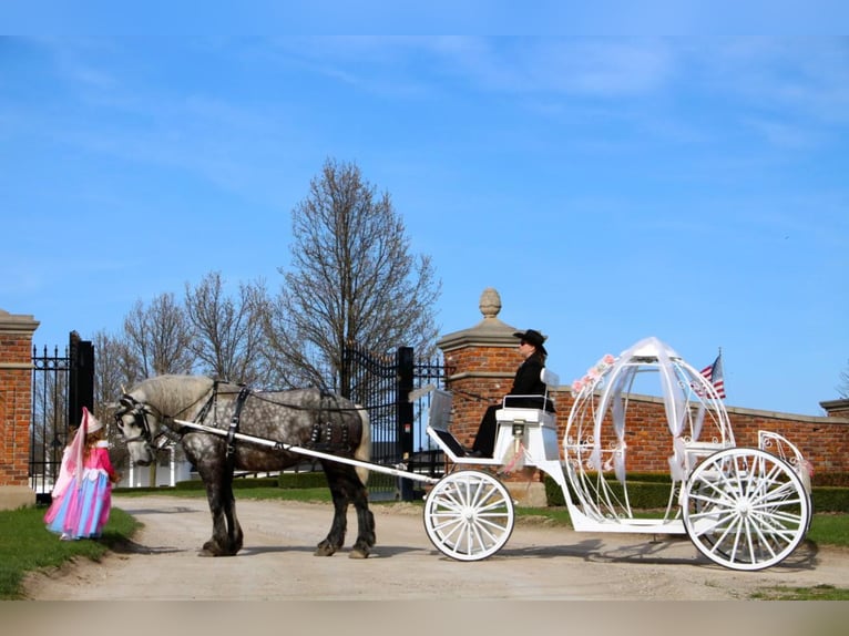 Percheron Gelding 11 years 16,3 hh Gray-Dapple in Highland Mi