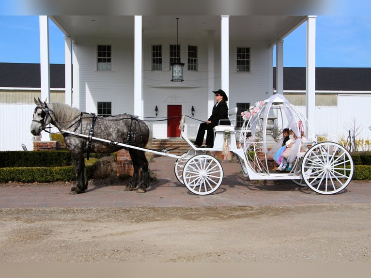 Percheron Gelding 11 years 16,3 hh Gray-Dapple in Highland Mi