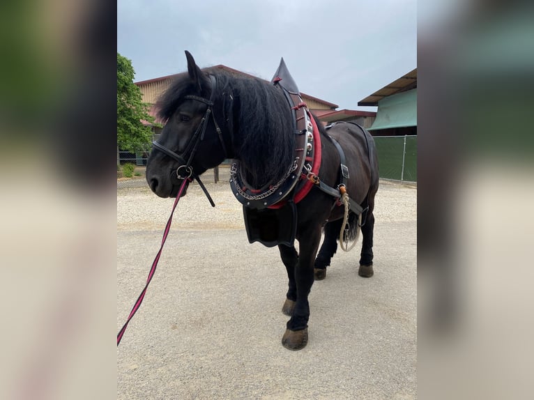 Percheron Gelding 11 years 16,2 hh Black in B&#xF6;blingen