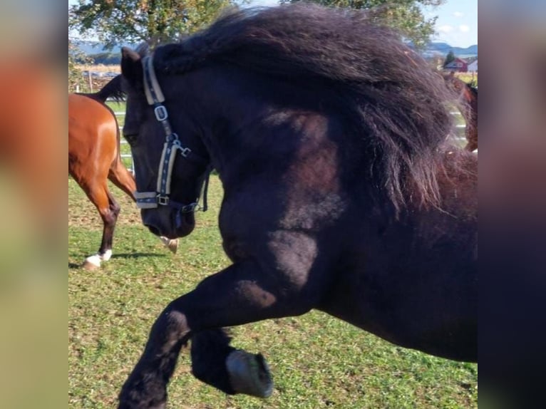 Percheron Gelding 11 years 16,2 hh Black in B&#xF6;blingen