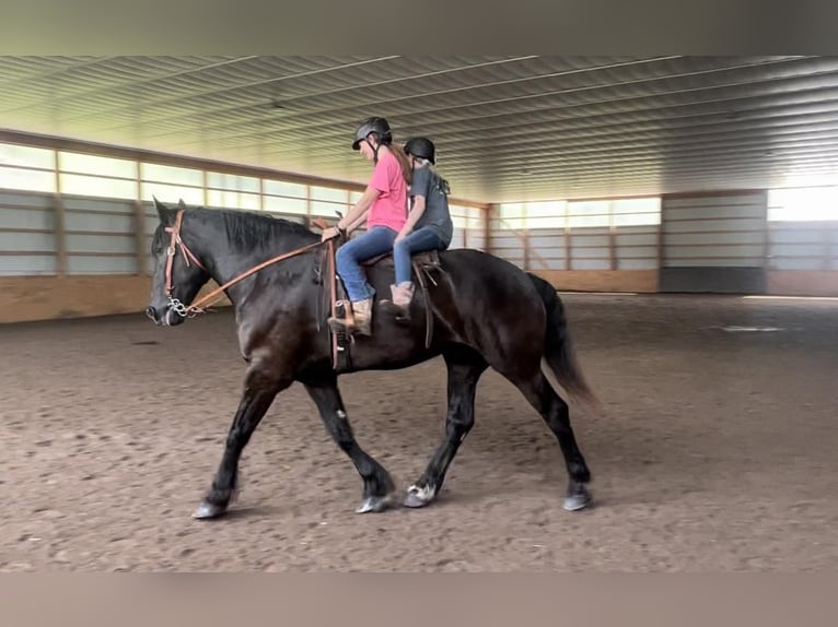 Percheron Gelding 11 years 18 hh Black in Everett PA