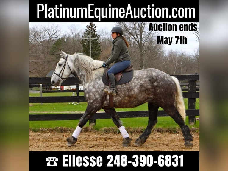 Percheron Gelding 11 years Gray-Dapple in Highland MI