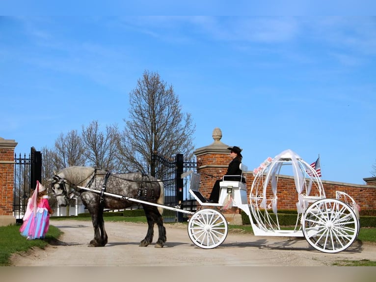 Percheron Gelding 11 years Gray-Dapple in Highland MI