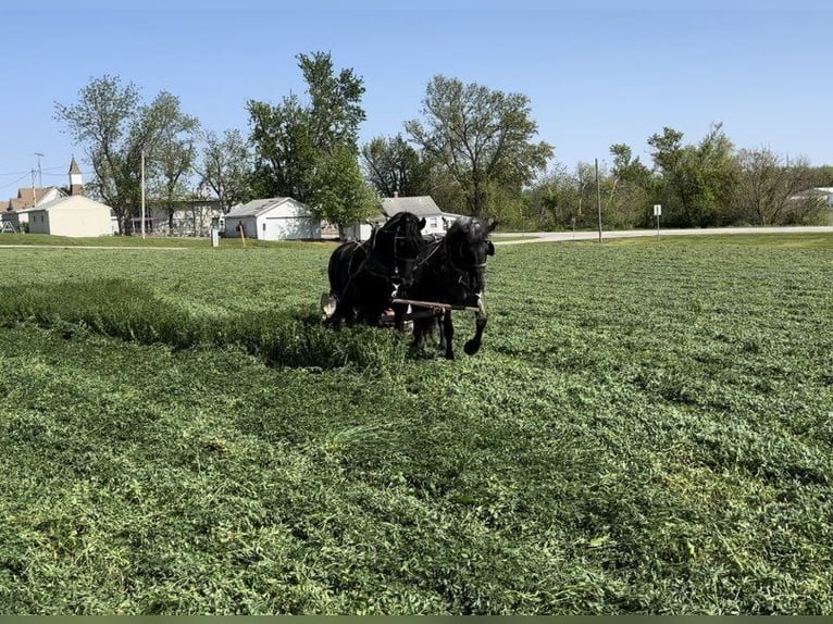 Percheron Gelding 12 years 15,3 hh Black in Zearing IA