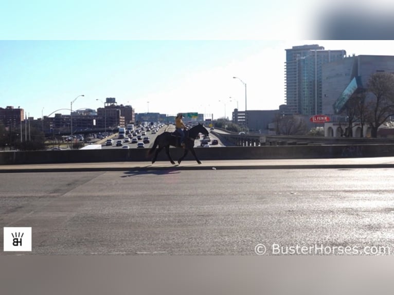 Percheron Gelding 12 years 16,1 hh Roan-Blue in Weatherford TX