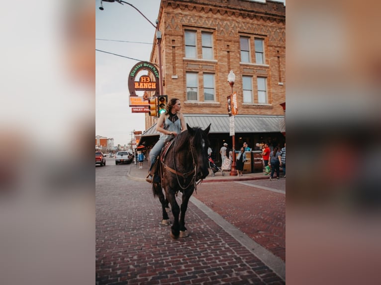 Percheron Gelding 12 years 16,1 hh Roan-Blue in Weatherford TX