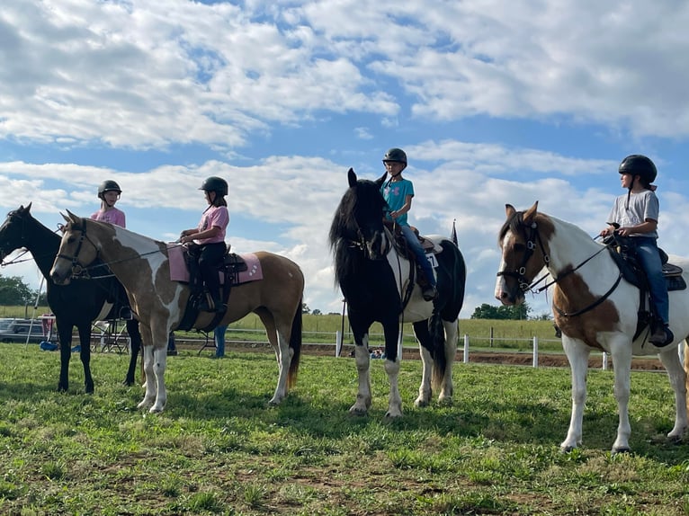 Percheron Gelding 12 years 17,1 hh Tobiano-all-colors in Maysville KY