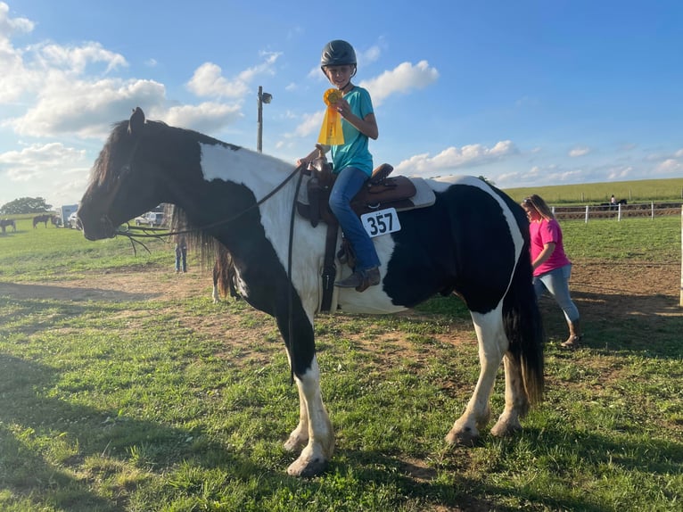 Percheron Gelding 12 years 17,1 hh Tobiano-all-colors in Maysville KY