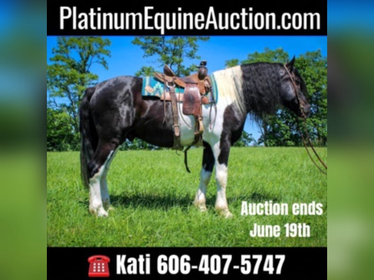 Percheron Gelding 12 years 17,1 hh Tobiano-all-colors in Maysville KY